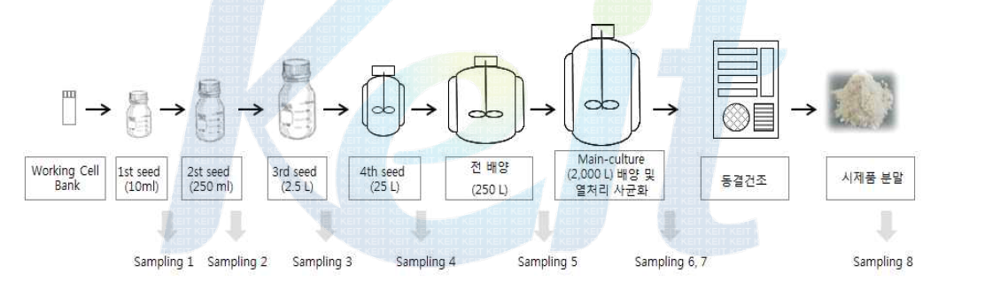 TIP-myostatin 표면발현 균주 이용 시제품 생산 공정도 및 공정단계별 샘플링.