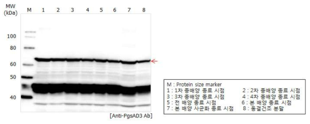 TIP-myostatin 표면발현 균주를 이용한 시제품 생산 단계별 샘플 항원 발현 확인