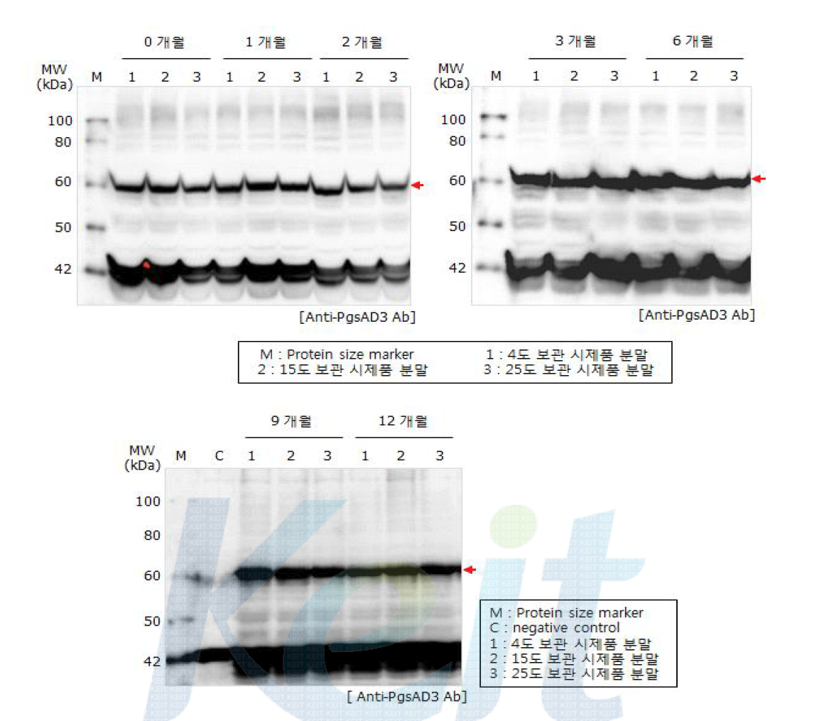 4도, 15도, 25도 보관에 따른 TIP-myostatin 시제품 분말의 항원 발현 확인.