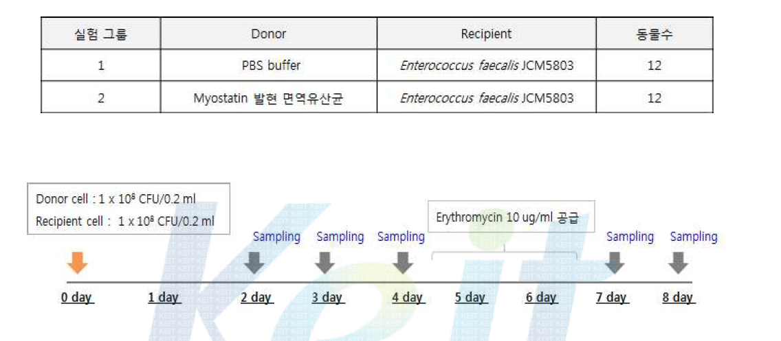 TIP-myostatin 시제품의 플라스미드 유전자 수평 전이 실험 개요.