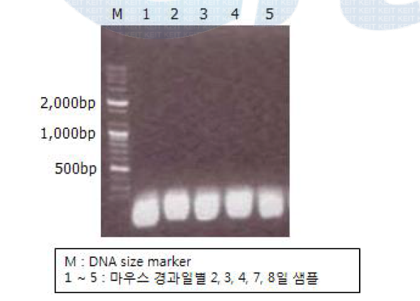 TIP-myostatin 시제품의 플라스미드 유전자 수평 전이 실험 결과.