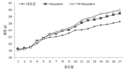 TIP-myostatin 표면발현 유산균 경구투여 후 마우스의 체중변화.