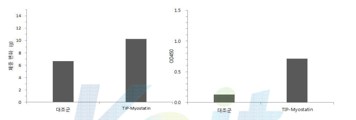 TIP-Myostatin 표면발현 유산균 시제품을 이용한 마우스 체중 및 항체가 측정 결과.