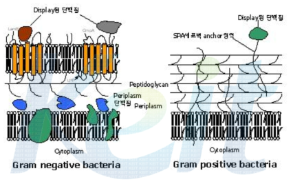 그람음성세균과 그람양성세균의 세포표면발현기술.