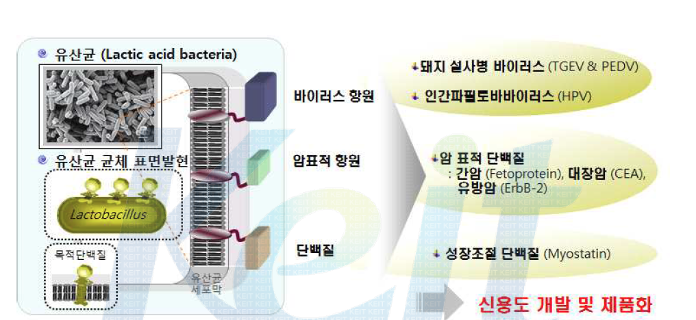 신기능 면역유산균 제품.