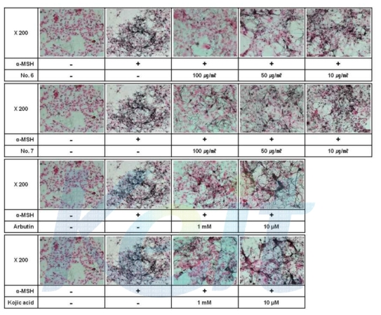 Optical images of melanin with Fontana-Masson staining in B16F10. B16F10 were pre-cultured with α-MSH. After 24 h, the cells were treated with α-MSH and samples for 48 h. Images of the pigmentation with F-M staining were observed at a magnification of X200.