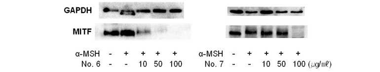 Effect on MITF expressions in B16F10 cells. B16F10 melanoma cells were treated with extract 10, 50, 100 μg/ml. The proteins were separated via SDS-PAGE.