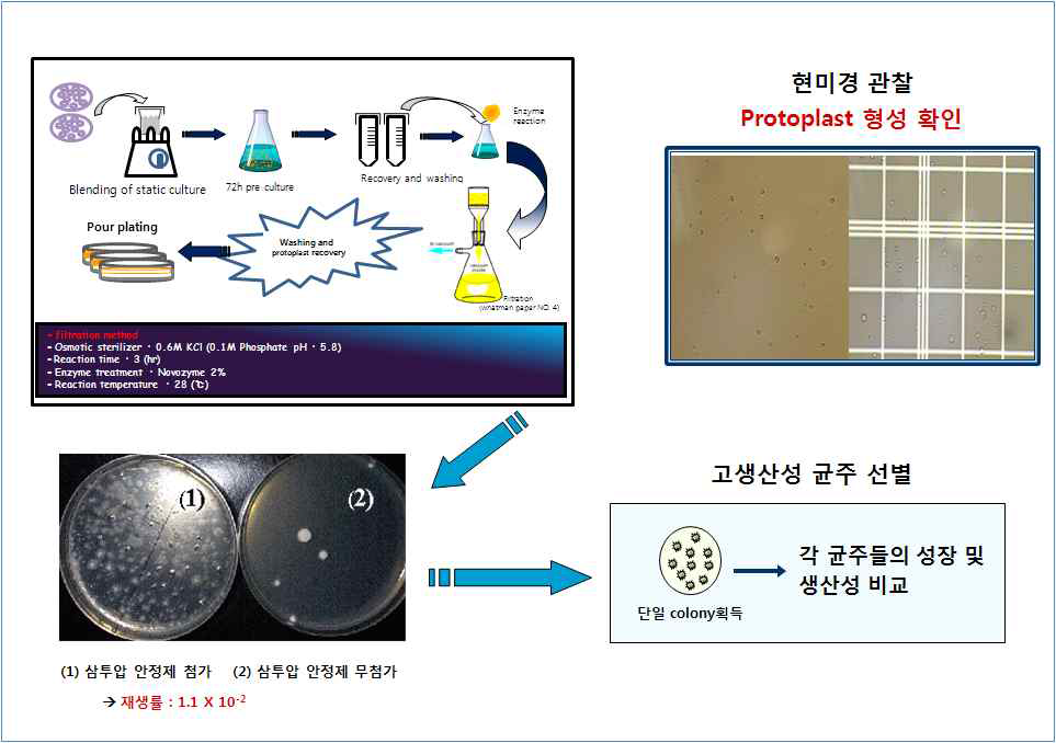 버섯균사로부터 원형버섯균사로부터 원형질체 분리 및 재생을 통한 단일 콜로니 획득 체계 구축