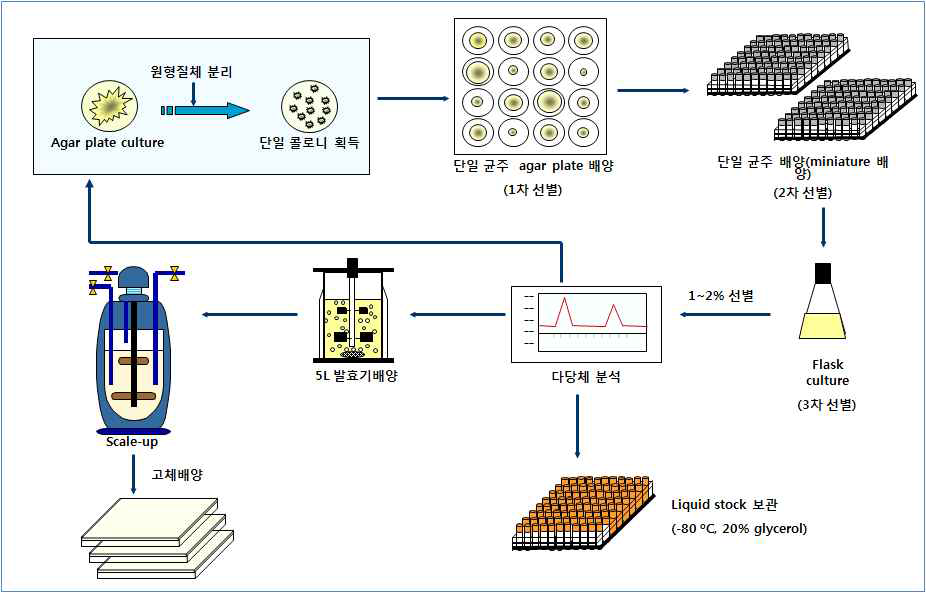 버섯균사로부터 단일 콜로니 획득을 통한 균주개발 및 Scale-up system 체계 구축