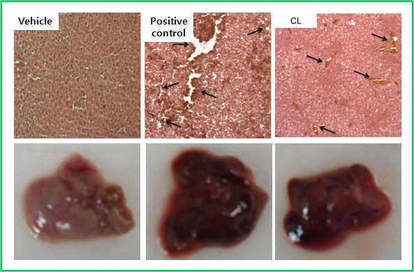 Sepsis 동물모델에서 강황(상황버섯균사)발효분말의 간손상 억제 효과