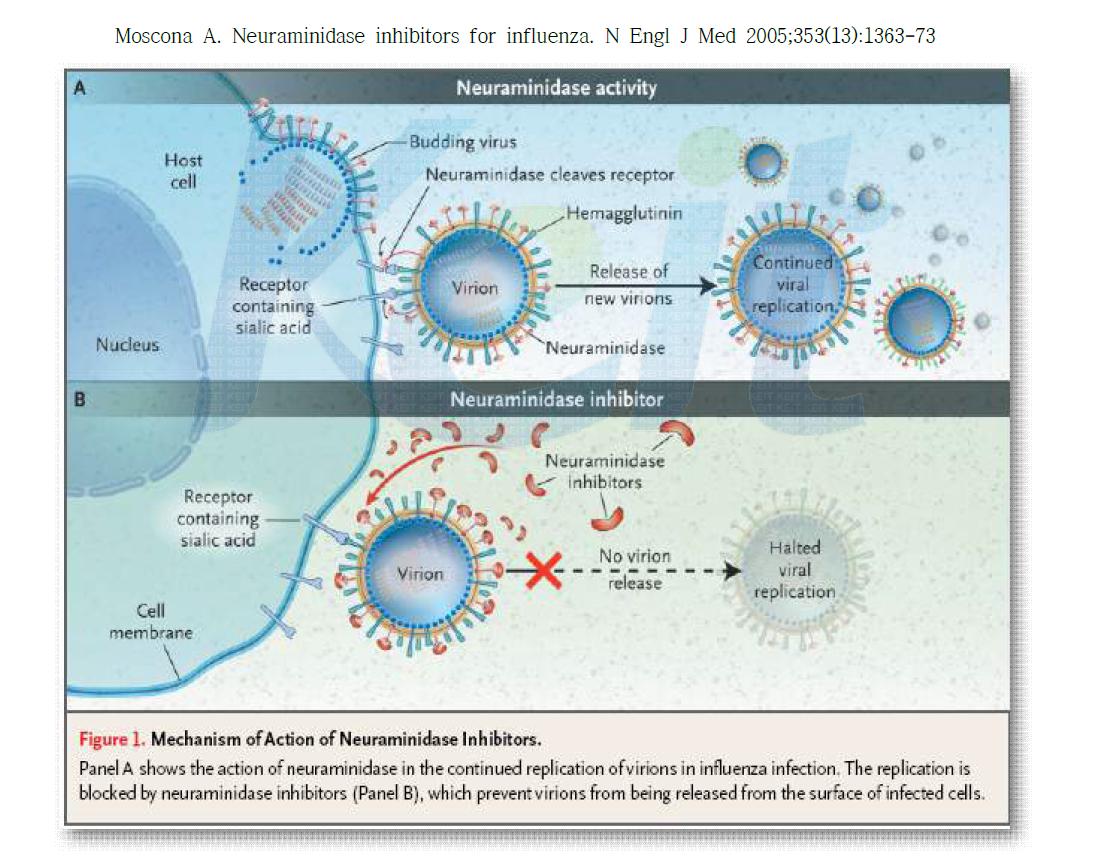 Nuraminidase inhibitor의 작용기전