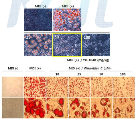 3T3-L1 아지방세포의 지방세포분화에 대한 YD-104B 및 wuweizisu C의 효과