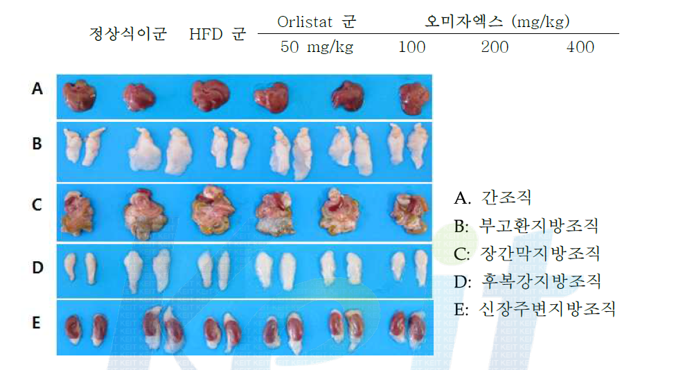 8주간 HFD 유도 및 Orlistat 또는 YD-104B 투여군 개체로부터 분리된 지방조직