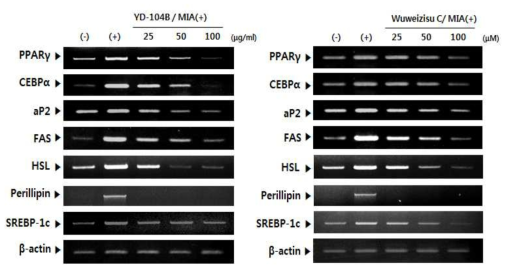 YD-104B 및 wuweizisu C 처리된 분화된 지방세포로부터 비만 관련 mRNA 발현