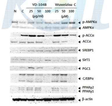 YD-104B 및 wuweizisu C 처리된 분화된 지방세포로부터 비만 관련 단백질 발현