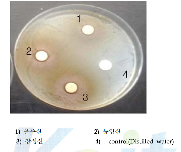 Staphylococcus aureus 효능 (3군데 산지별 열수 추출물 이용)