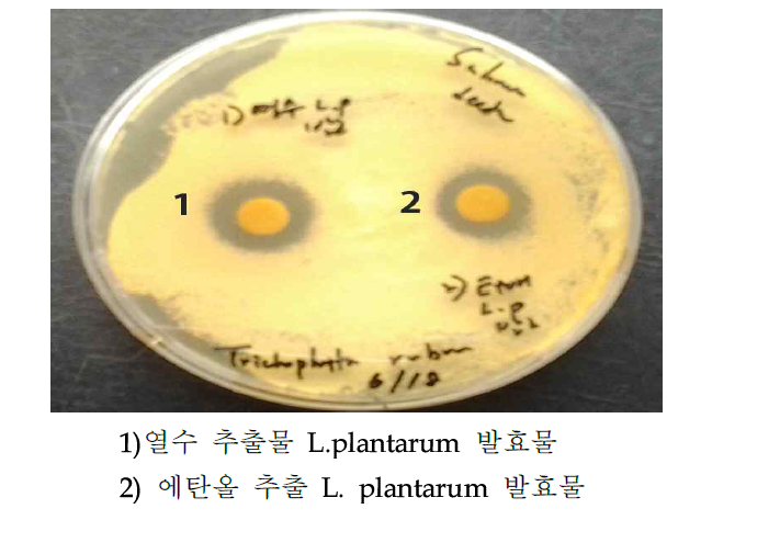 열수 및 에탄올 추출 L. platarum 발효 후 무좀 균에 대한 효능 발효물에 대한 무좀균 비교