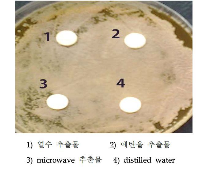 발효전 열수, 에탄올 추출, microwave 추출물에 대한 비듬 균 효능