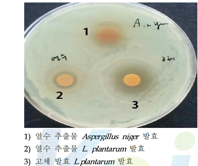 A. niger 발효물 과 고체, 열수 발효물 비교 (여드름균)