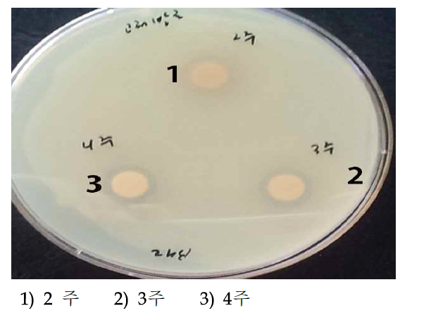 고체 L. platarum 발효물 (2, 3, 4 주)