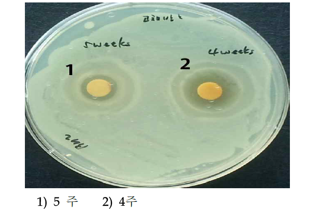 고체 L. platarum 발효물 (4, 5주)