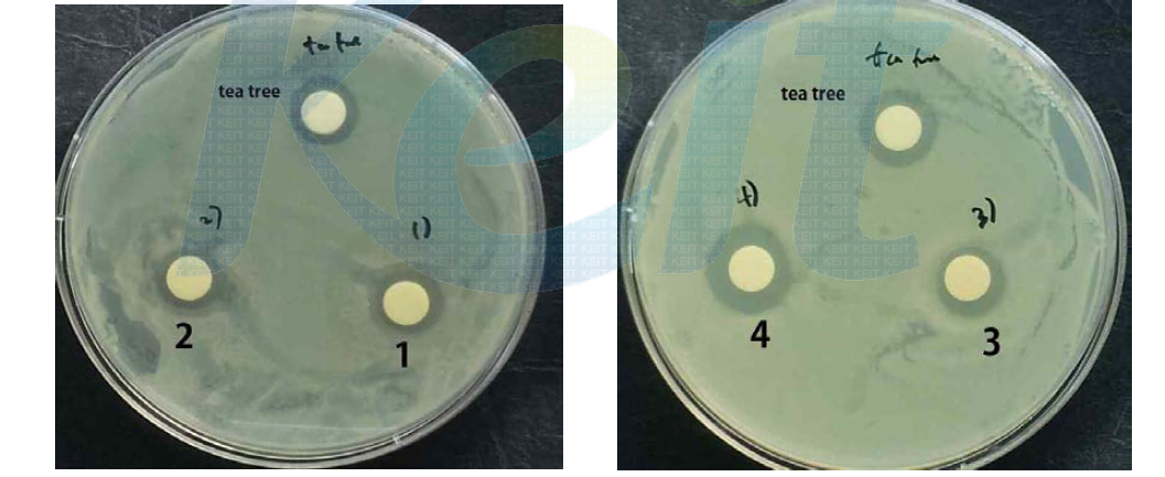 편백 고체 L. plantarum 발효물 및 생물전환 편백 발효물을 혼합 하여 tea tree oil과 여드름 균에 대한 효능 비교 실험