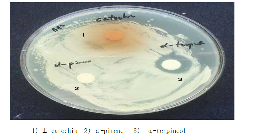 편백 잎 유효 성분의 여드름 균 bio-assay