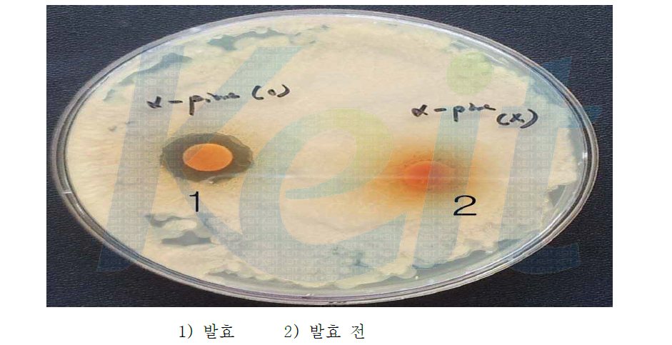 α-pinene 의 L. plantarum 발효 전 후 효능 비교- 여드름균