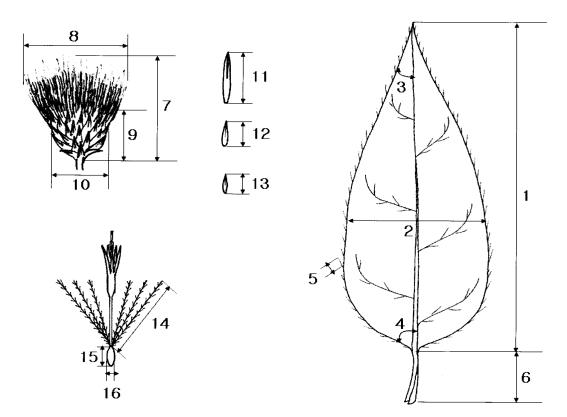 Diagrams showing the morphological characters measured for the numerical analysis of Cirsium setidens