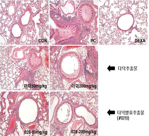 Histopathological results of unfermented deodeok and #028 sample
