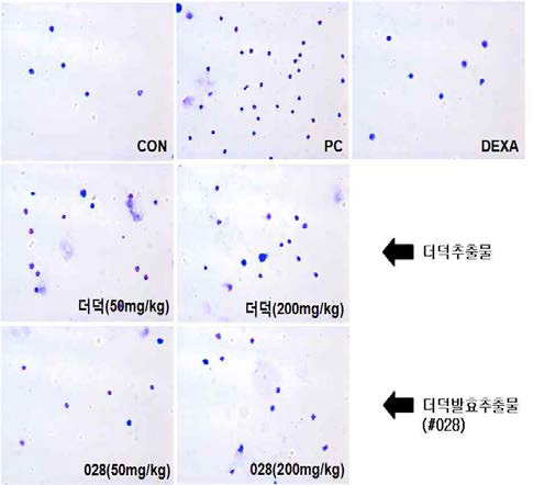 Distribution pattern observations of eosinophil of unfermented deodeok and #028 sample.