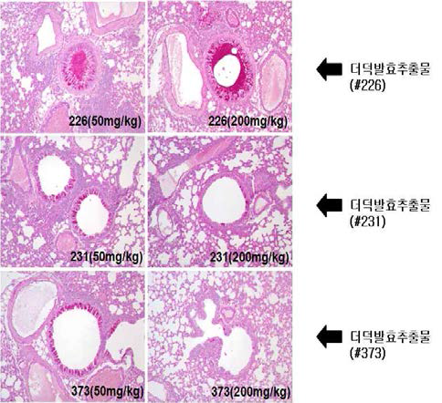 Staining observations of PAS of #226, #231 and #373 sample.