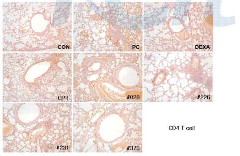 Immunostaining observations of CD4 T cell.