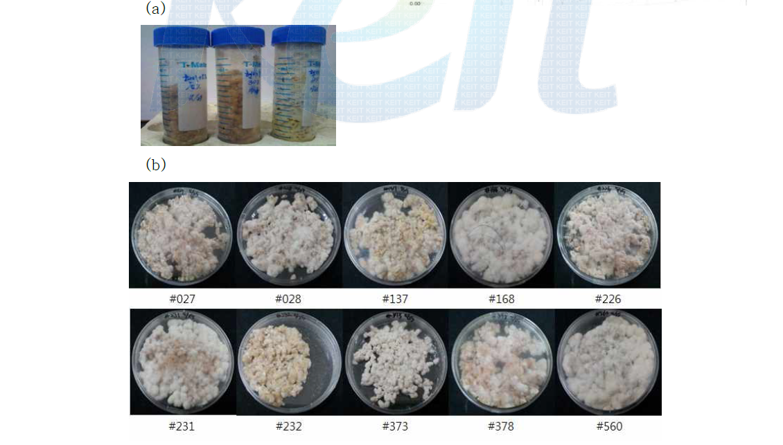 Mushroom mycelium that grow in brown rice