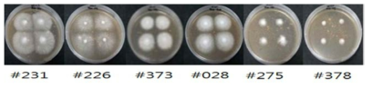 The growth of the mushroom mycelium on the deodeok juice agar plate