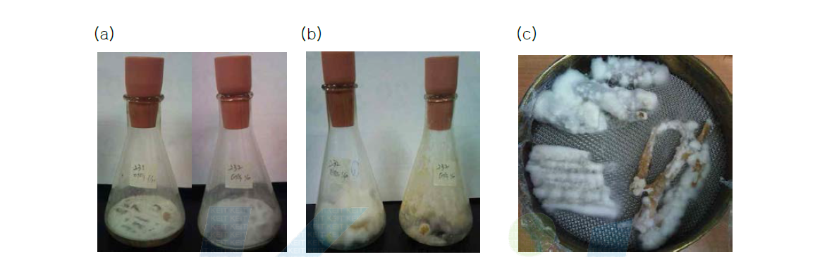 Mycelial growth on the root vegetables with the coating polymer