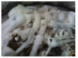 Mycelial growth on the deodeok coated with 4% dextrin