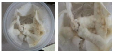 Mushroom mycelial growth on wheat flour-coated deodeok