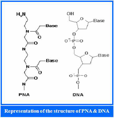 PNA와 DNA 구조