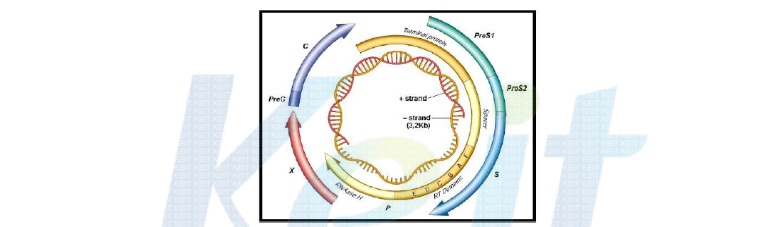HBV genome 구조