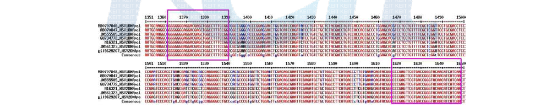 HSV DNA polymerase gene multi-alignment
