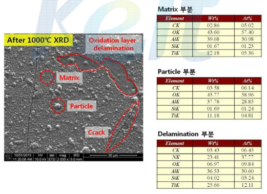 고온 XRD 시편 FE-SEM 분석( 1000℃)