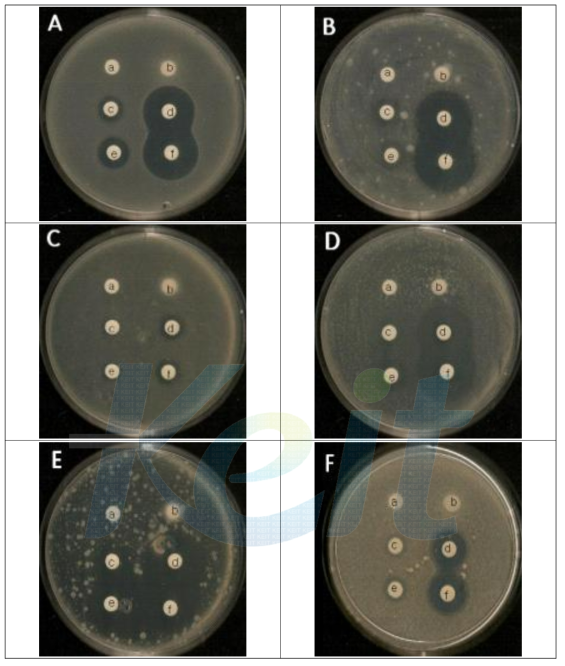 M. Oleifera 작물 나무 잎의 항균력 테스트