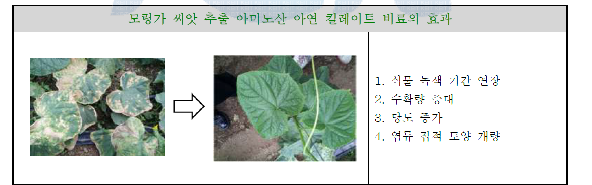 모링가 나무 씨앗 추출 아미노산 아연/붕소 킬레이트 비료의 효과