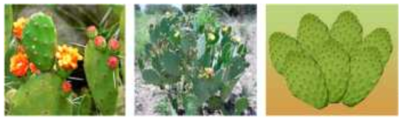 식물기반 천연응집제 원료, Cactus