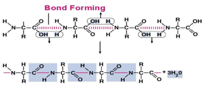 Formation of Peptide bond