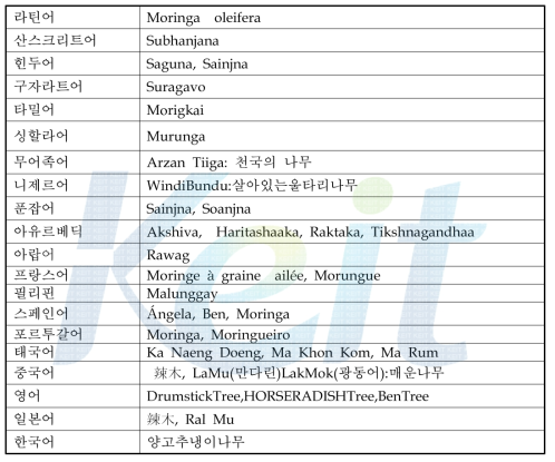 M. Oleifera 작물의 각 언어 별 명칭