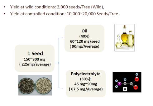 Seed yield of M. Oleifera