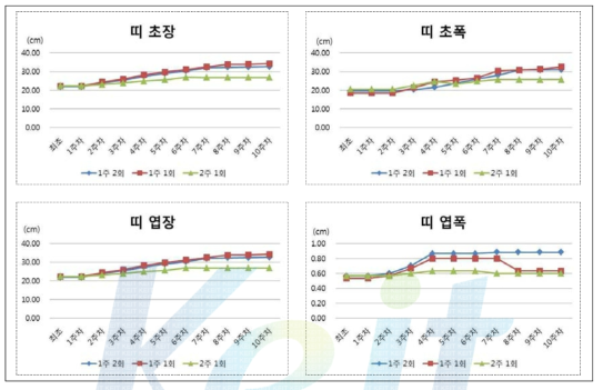 관수주기에 따른 띠의 물리적 생장측정인자 변화