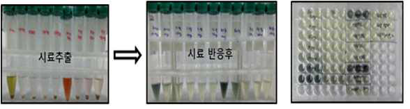 α-glucosidase 활성 저해농도 측정을 위한 sample 처리 및 분석 사진